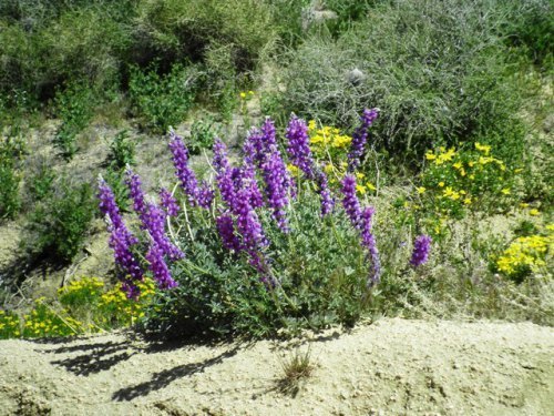 lupine