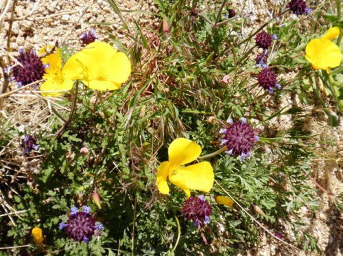poppies and chia