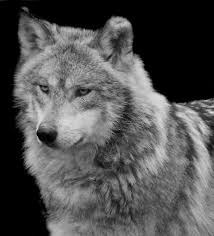  photo Silverwolf_zps65cc795d.jpg