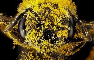 Halictus_ligatus,_F,_face,_Philidelphia,_PA_2013-01-04-14.44.36_ZS_PMax_(8354392738)