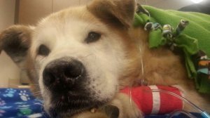 0403boomer-dog