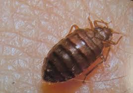 download (1) Bed Bug