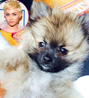 1396651118_miley-cyrus-467