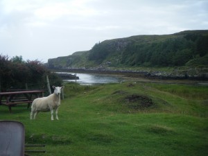 picnic tables with sheep