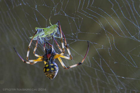 An unlucky katydid that flew into a web under the Hippo House is immediately killed and wrapped in silk by a female orb weaver.