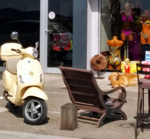 Vespa and Golden (c) Kristin Espinasse