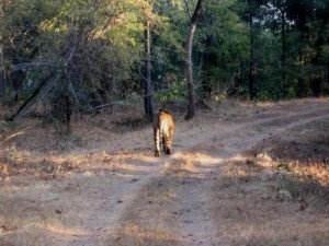 TigeratBgarh