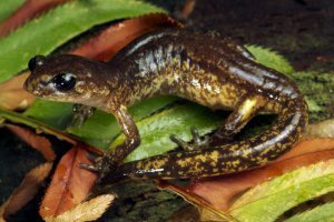 A painted ensatina in northern California. (Photo: Todd W. Pierson/University of Georgia)