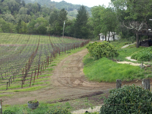 Napa.