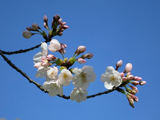 At Kiyosumi-Shirakawa garde, they had exacatly one blooming cherry tree, but it was worth the price of admission.