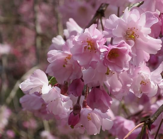 This weeping cherry at Shinjuku Gyouen was mobbed by photographers