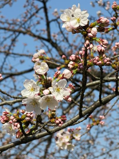 I went to Korakuen garden on a sunny day, just as the cherry trees were starting to bloom