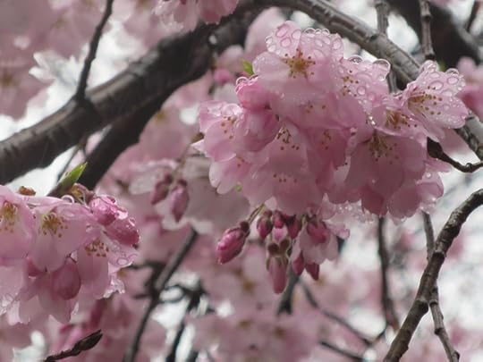On a rainy day at Rikugien garden, I had the famous weeping cherry all to myself.