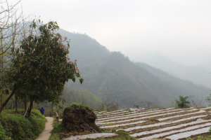 As start up the mountain, loving the mist. In Chengdu, that would be pollution.