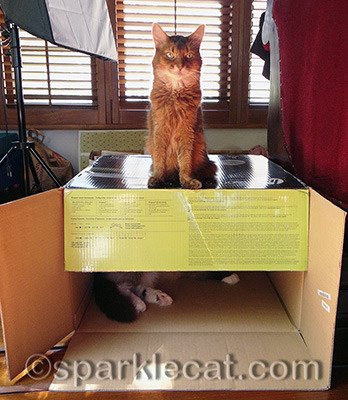 Sometimes being ON the box is better than being IN the box!