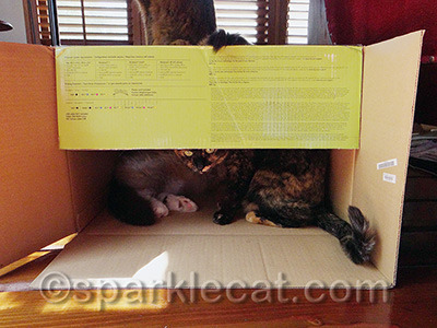 Binga knows the fine art of sharing... other kitty's things