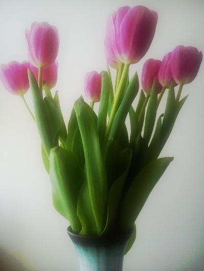 tulips 2