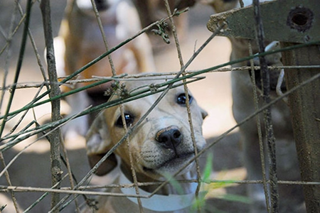 DogBehindFencePitBullFight-ASPCA
