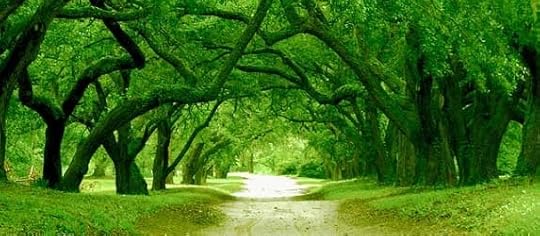 The Path to Following Your Heart - Tree Tunnel