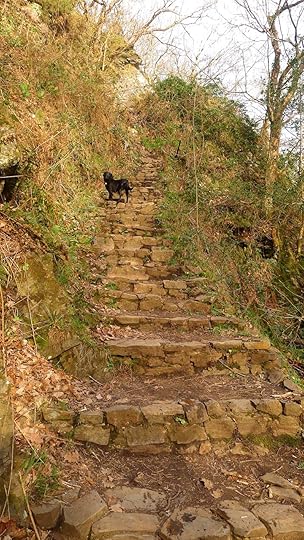 Woodland stairway