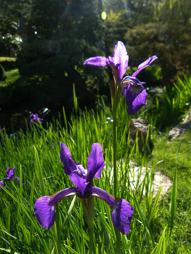 Irises in the Sun