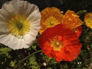 California Poppies
