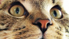Cat face