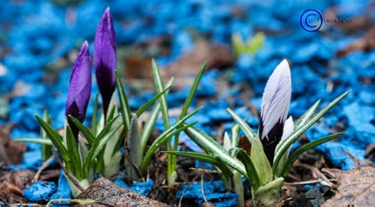 Crocuses about to do their thing!
