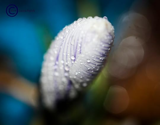 White Crocus with purple veins