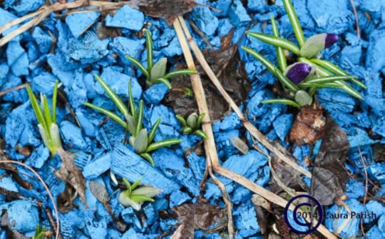 The beauty of spreading perennials