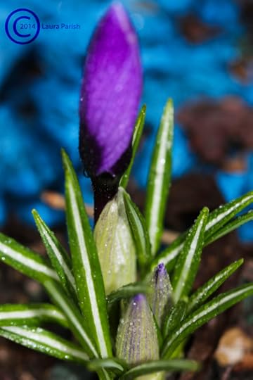 More flowers this year!