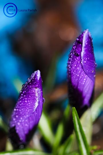 crocus purple pair