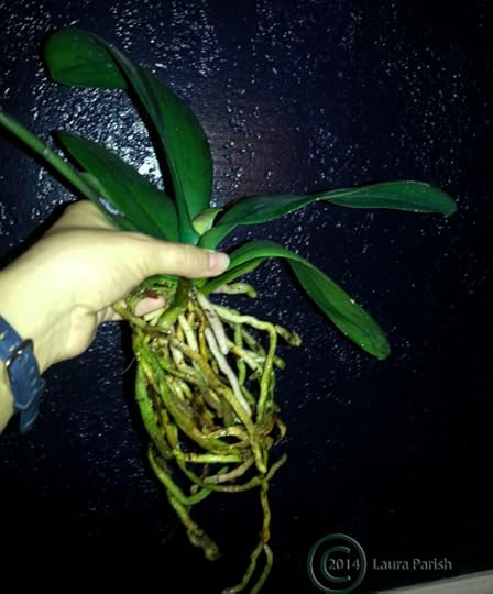 Phal. 'Pink Pirate' leaves & roots