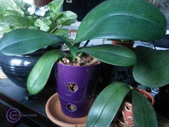 And there you have it, Phalaenopsis 'Pink Pirate' perfectly pleasant in a purple pot.