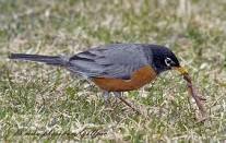 robin