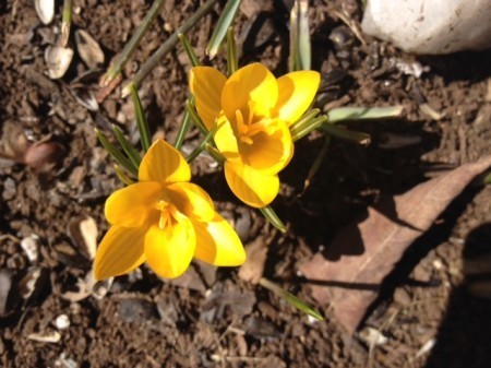 crocus