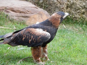 Eagle