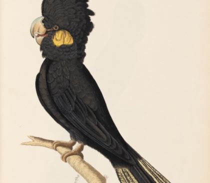 Banksian Cockatoo, 1790s