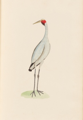 New Holland Crane, 1790s