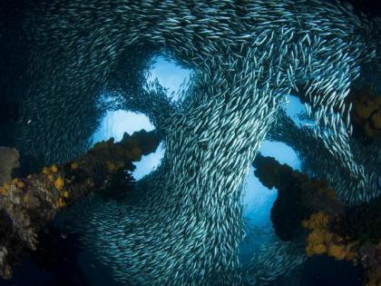 Wildlife photographer of the year finalist.