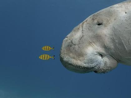 Douglas Seifert / wildlife photographer of the year finalist