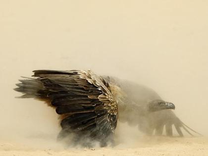 wildlife photographer of the year finalist