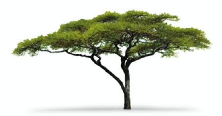 ttotree2