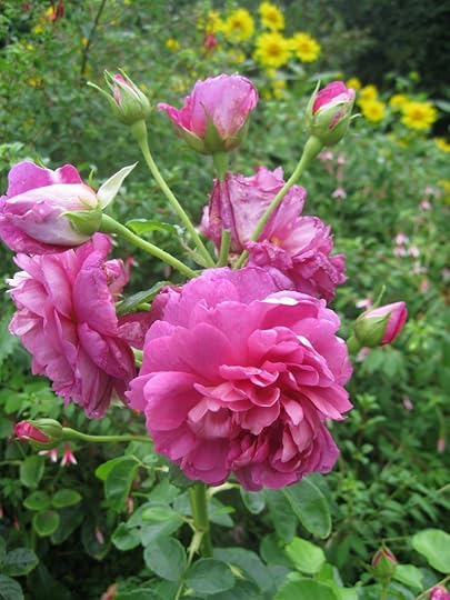 Roses in Highclere garden