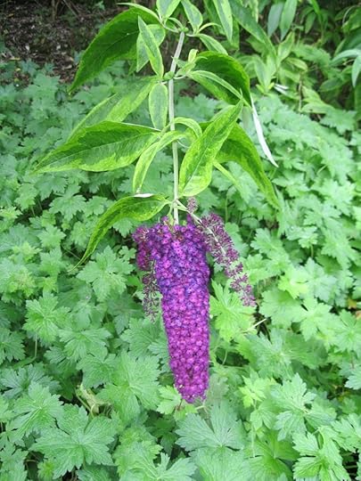 Butterfly Bush