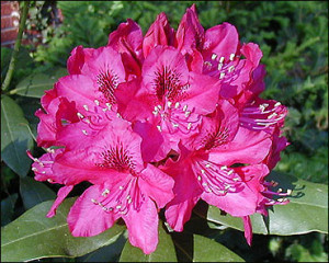 The rhodie is the Washington state flower