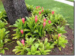 Bromeliads