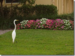bird