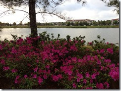 azaleas lake