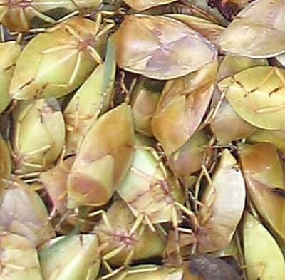 StinkBugs
